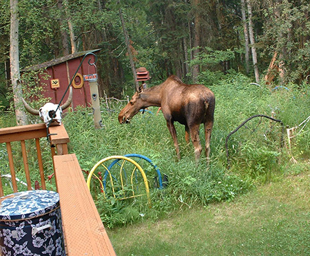 A visiting moose provides an Interior Alaska homeowner a close up look at a common moose parasite Photo by Pam Bruce