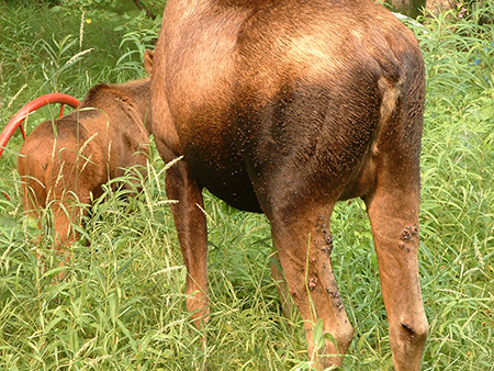 The cow moose and one of her calves Moose can39t reach their back legs to shoo the flies away a series of bites and sores can be sen halfway down the back of the moose39s hind legs
