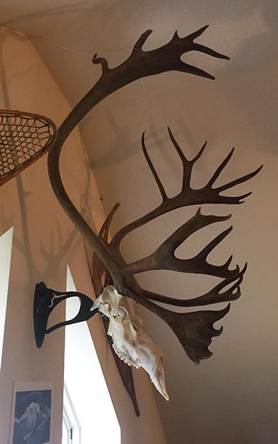 Wildlife biologist Heidi Hatcher39s caribou skull one of her first beetle projects