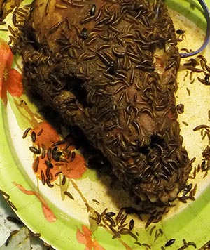 A close up of the bear skull with adult beetles and the larvae which do most of the cleaning The colony has beetles in all life stages Under good conditions they can clean a skull like this in a week