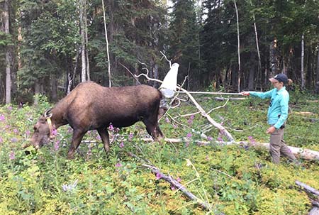 Bridgett Downs Benedict netting insects