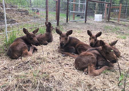 Moose calves of the year at the Kenai Moose Research Center