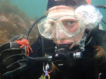 April Rebert holds a young red king crab while scuba diving