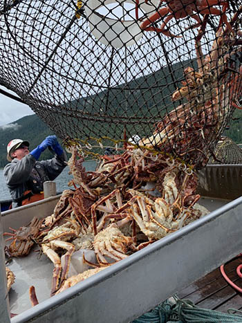Red king crab are emptied from the pot to the measuring station during the annual Southeast survey aboard RV Medeia
