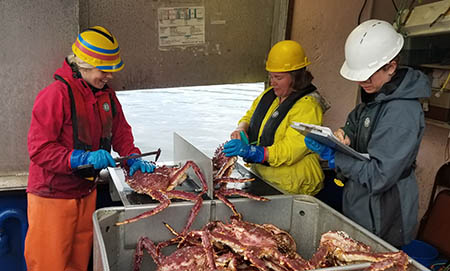 Tessa Bergmann measures red king crab left while Katie Palof tags them and April Rebert records data right The live crab are then released back into the ocean