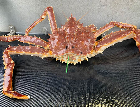 A tagged red king crab from the Excursion Inlet survey summer 2019 The tag will stay on the crab through the molting process