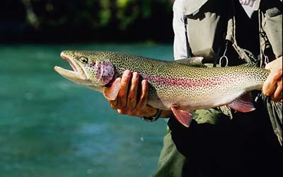 A rainbow in hand before release Photo courtesy Ken Marsh