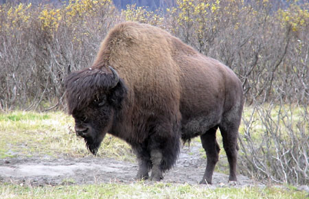 A wood bison at the Alaska Wildlife Conservation Center near Girdwood Males can weigh 2000 pounds reach 6 feet tall at the shoulder and 10 feet long ndash about 15 percent larger than plains bison Photo by Doug Lindstrand