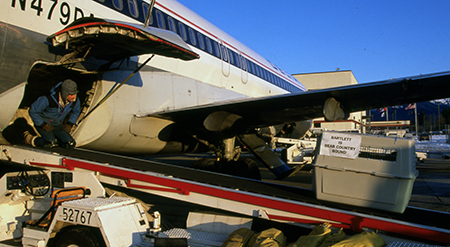 A black bear cub is transported from Juneau to a wildlife facility in South Dakota in October 1991 The cub believed to be orphaned wandered into the emergency department of Juneaursquos Bartlett Hospital