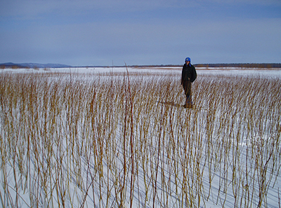 Young feltleaf willow regeneration along an active floodplain section of the Innoko region of the Yukon River heavily used by moose Photo courtesy Tom Paragi