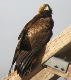Golden eagles are found throughout Alaska but breeding pairs prefer mountainous areas Photo by Doug Backlund