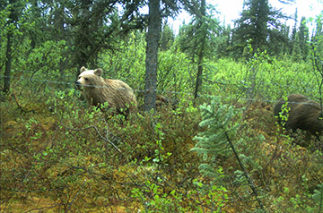 Grizzly cubs investigate a hair snare site The wire is strung between trees