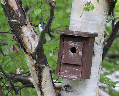 A swallow and a bird house Feeders and bird houses should be placed within three feet or at least 30 feet away from the house