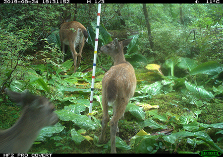 Three deer and at least one fawn with spots trigger the motion sensor on a trail camera on Douglas in August 2019 A new project is currently in the works to monitor Sitka blacktailed deer on Douglas Mitkof and Gravina islands which all see decent amounts of hunting pressure annually copyADFampG