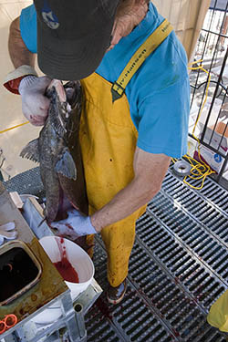 Staff strip eggs from a ripe female king salmon Photo by ADFampG staff