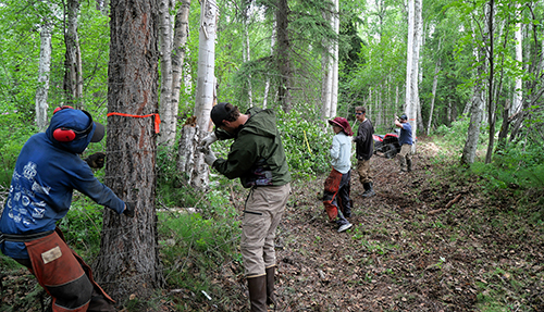 Fence building at the soft release pen in the Minto Flats State Game Refuge