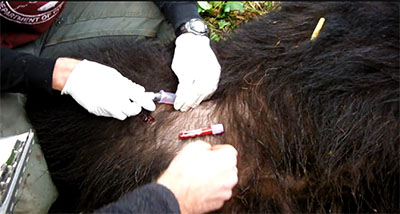 Fish and Game wildlife biologists take blood from an immobilized black bear Photo by Riley Woodford