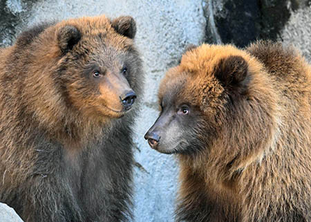 Tim left and Jess at their new home in Chicago Photo courtesy Brookfield Zoo and Chicago Zoological Society