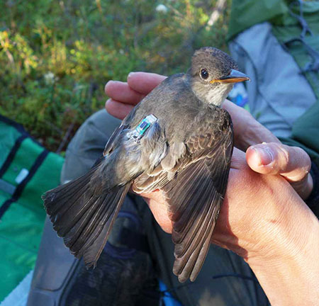 An Olivesided flycatcher equipped with a geolocator device Researchers have learned about important stop over feeding and wintering areas for migratory birds like this  and many are in agricultural areas where crops like coffee are grown Photo by Julie Hagelin