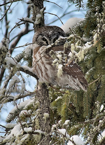 ADFampG education specialist Mike Taras heard quotbird alarmsquot songbirds calling emphatically indicating a possible predator He followed the sounds and found them mobbing this boreal owl in the forest near Fairbanks in February 2022 This is a digiscoped image using an iPhone
