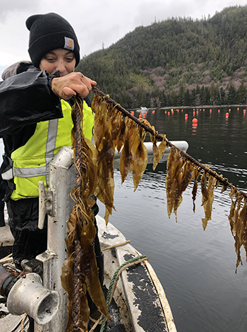 Checking kelp on a grow line Courtesy Seagrove Kelp Co