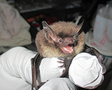 A wildlife biologist bands a little brown bat in Southeast Alaska Researchers are studying bats in Alaska and also monitoring for rabies and other potential diseases
