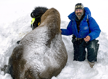 Tom Seaton finding wood bison in exceptionally good body condition in February of 2022