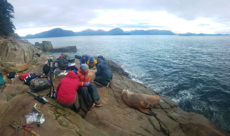 Back in November 2018 an ADFampG crew satellite tags and samples two females at Perry Island in Prince William Sound Researchers darted and captured seven females in the fall of 2019 near Kodiak Island All work and photographs are authorized by the ADFampG Animal Care and Use Committee and NOAA Permit 22298