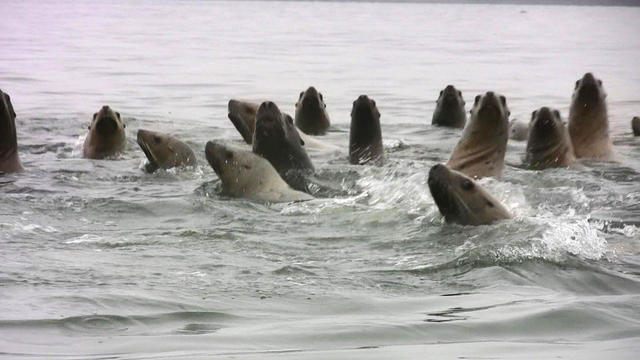 Steller sea lions in Berners Bay These curious animals approached the boat Photo by Riley Woodford