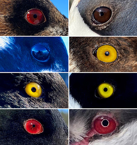 Bird eye collage Tasha DiMarzio