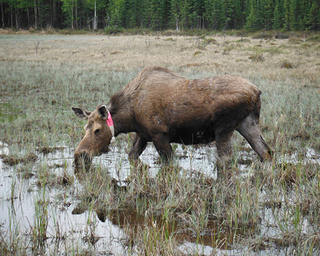 A collared research moose wades in shallow water in one of the KMRC enclosures