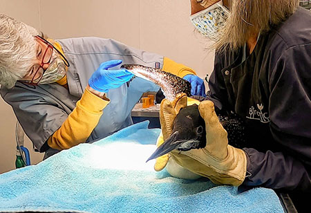 Bird TLC veterinarian Dr Karen Higgs examines the loon She determined it had some muscle atrophy from not being able to use its left wing some torn feathers and a few abrasions from the line but there was no permanent damage Michael Bay photo