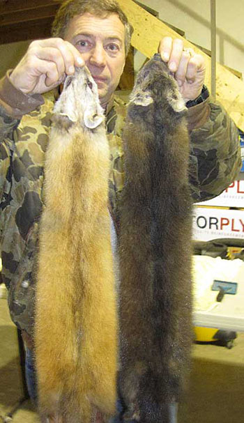 Pacific marten and American marten Pacific marten tend to be yellowishorange in color and American marten darker brown Photo courtesy Mark Stopha