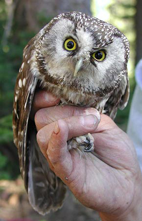 A Forest Service staffer holds a boreal owl Photo USFS