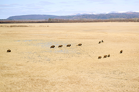 The first wild wood bison calves trail behind cows in the Innoko in 2015