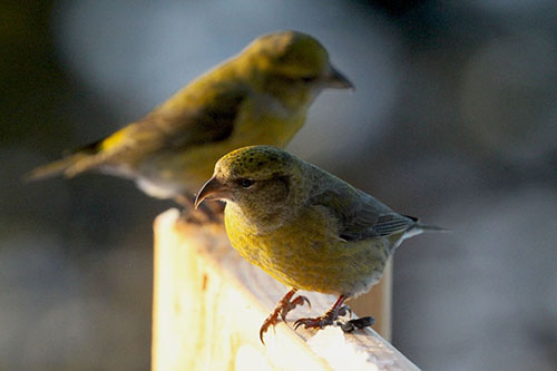 Pine Grosbeaks photo by Arin Underwood