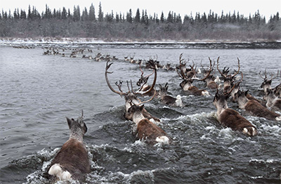 Caribou from the Western Arctic Caribou Herd swimming the Kobuk River during the fall migration Photo by Kyle JolyNPS