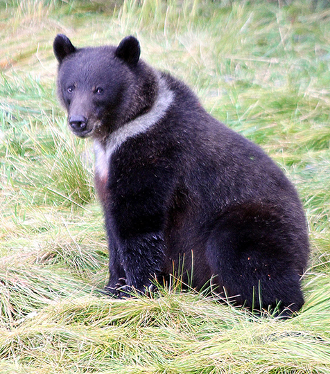 Young brown bears sometimes display a quotnatal collarquot marking that may disappear as they grow up or fade on top leaving a quotchevronquot V mark on the chest Photo by Phil Mooney at Port Armstrong on Baranof Island