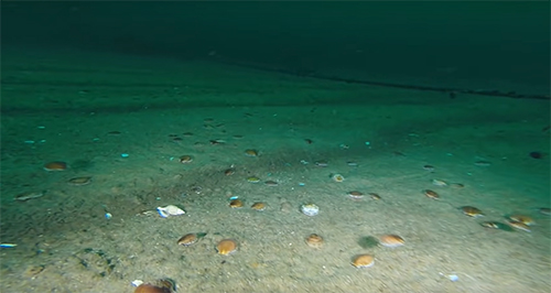 A scallop bed in this case an open expanse of sandy seafloor