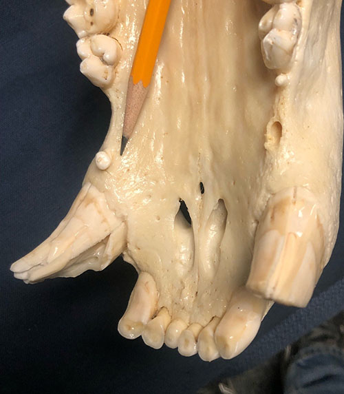 In this brown bear skull the premolar can be seen at the pencil point between the canine and the molars The matching premolar on the other side is missing