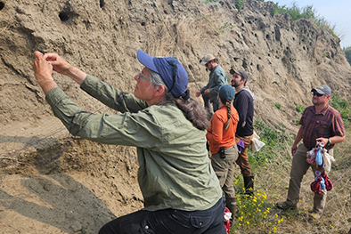Researcher Julie Hagelin untangles a swallow from a mist net Note the many Bank Swallow holes in this gravel bank road cut Photo by Eva Allaby
