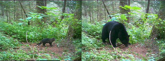 A trail camera placed in the forest about a quartermile from downtown Juneau caught these pictures of a freeranging housecat and a black bear less than a day apart in the same spot