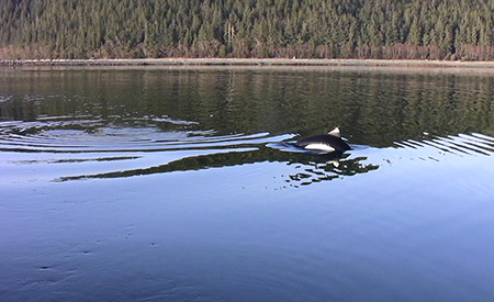 A Dall39s porpoise surfaces twice leaving a ring or ripple the disturbance behind the blackandwhite porpoise is the fluke print Note the fluke print in the center of the killer whale photo above as well A biologist could collect a sample of water from that spot for eDNA