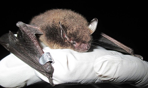 A captured little brown bat with a tag before release