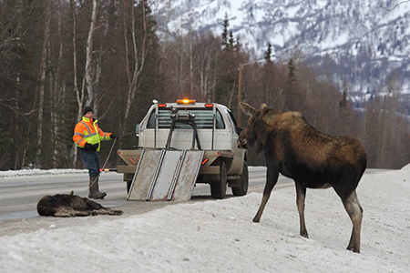 A cow mooses watches as her roadkilled calf is salvaged Photo by Brian O39Connor