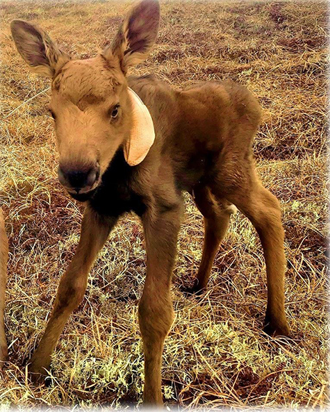 A collared short yearling moose Photo by Sara Henslee