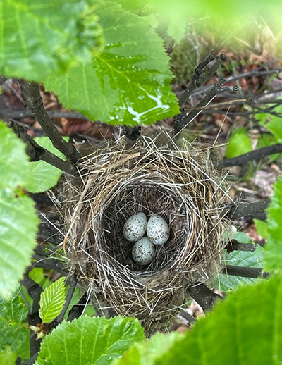 A yellow warbler nest built just three feet off the ground in an alder bush Arin Underwood