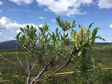 Overbrowsed willow shows characteristic brooming caused by heavy browsing by moose Plant growth is stunted and the nutritional value is also reduced