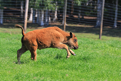 A wood bison calf at the Large Animal Research Station LARS in Fairbanks before release to the wild Photo by Johane Jannelle
