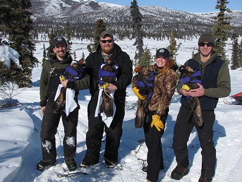 Eagle researchers from left Travis Booms Chris Barger Michael Kohan and Joe Eisaguirre The birds are hooded and wearing abbas to keep them calm and safe during handling and processing